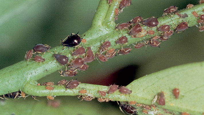 Black citrus aphid (BCA), also known as brown citrus aphid, is found in citrus growing regions of Australia.
